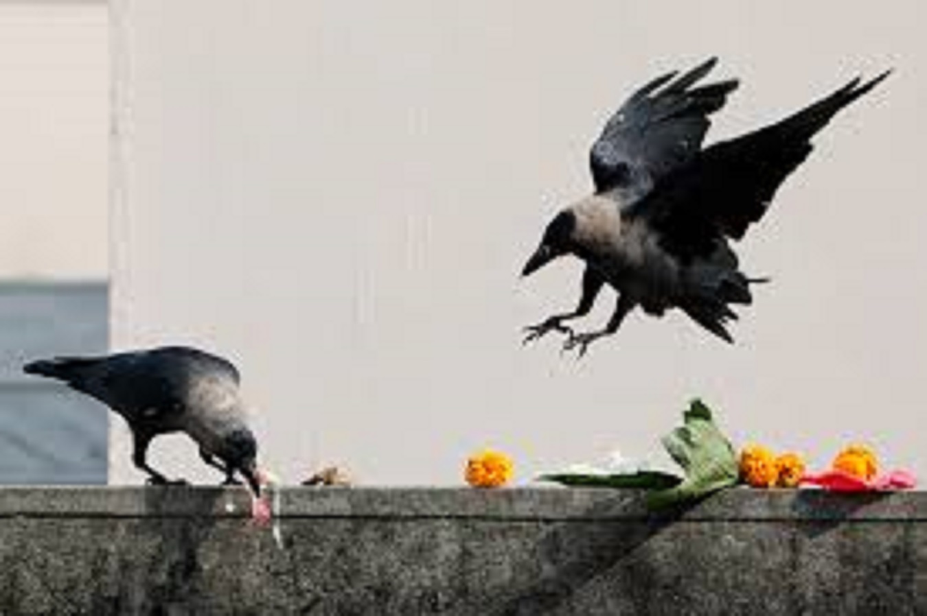 तिहार आज शनिबारदेखि सुरु, काग तिहार भोलि आइतबार