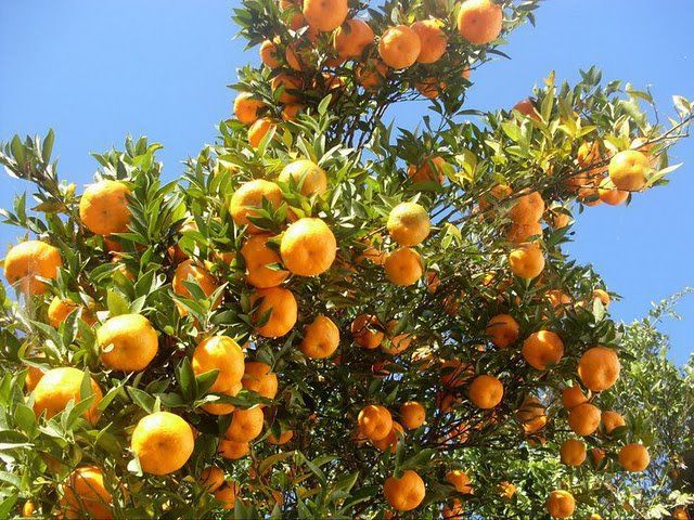 चार वर्षपछि सुन्तला उत्पादनमा बृद्धि