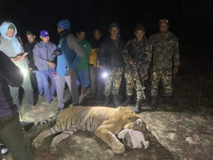 ठोरीमा आतंक मचाउने बाघ नियन्त्रणमा