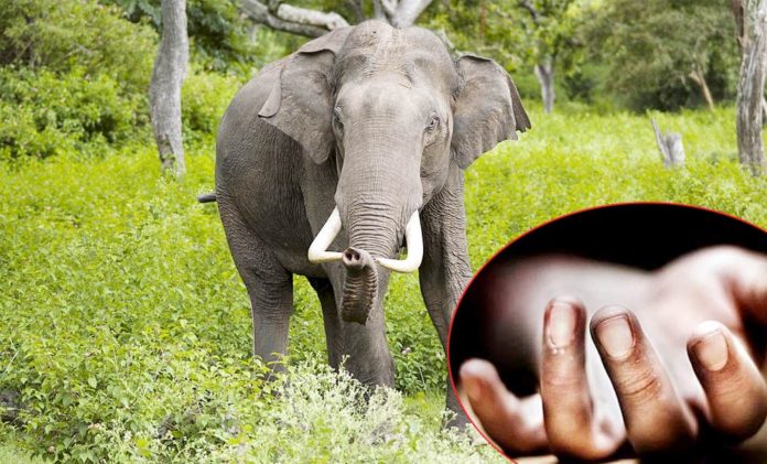 सिरहामा जङ्गली हात्तीको आक्रमणबाट एक वृद्धको मृत्यु
