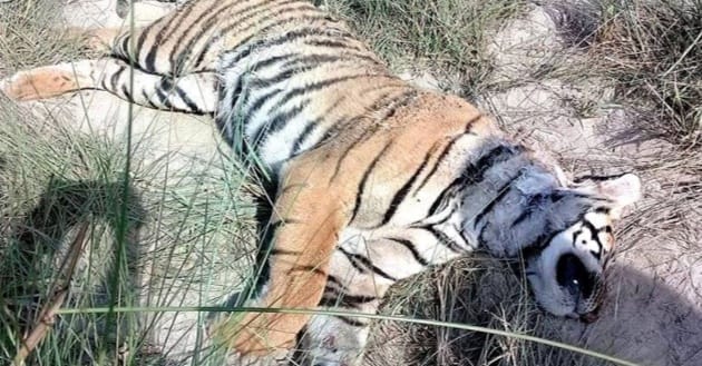 पटेर्वासुगौलीमा पाटेबाघ मार्नेलाई प्रहरीले खोजी गर्दै
