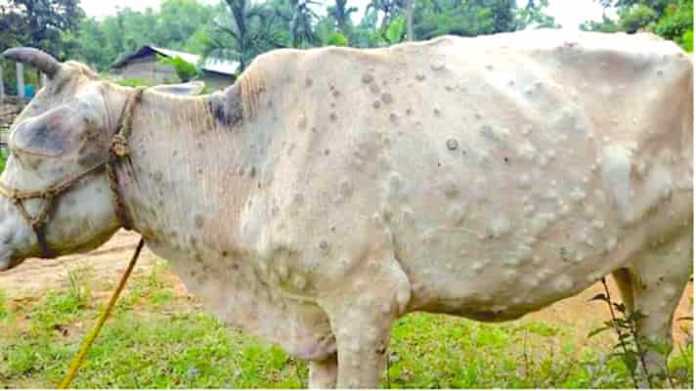 कोशी प्रदेशका ८५ हजार पशुमा लम्पीस्किन सङ्क्रमण पुष्टि