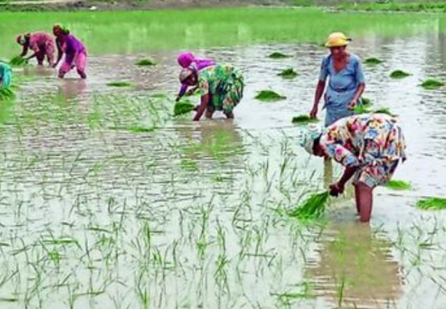 मधेस प्रदेशमा हाल सम्म नौ प्रतिशत धानको रोपाई भयो