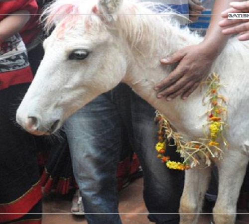 दसैँको टीकाको दिन आज भक्तपुरमा सेतो घोडे जात्रा मनाइँदै