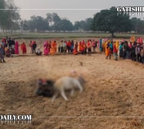 रौतहटमा ११ हजार भोल्टको तार झर्दा किसान सहित गोरुको मृत्यु