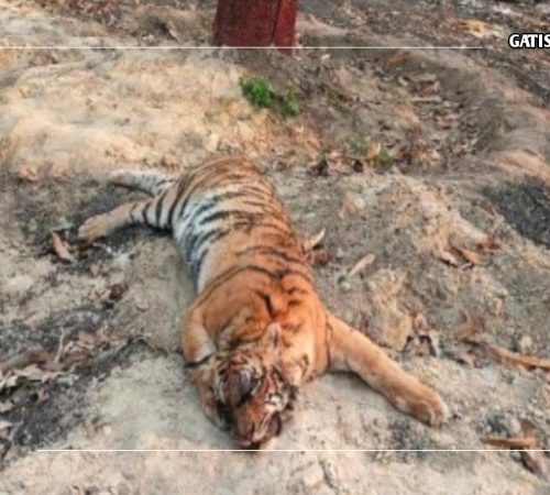 बारामा फेरि बाघ मृत्यु फेला, डेढ महिनामा बारामा करिब आठ वटा बाघ मरीए