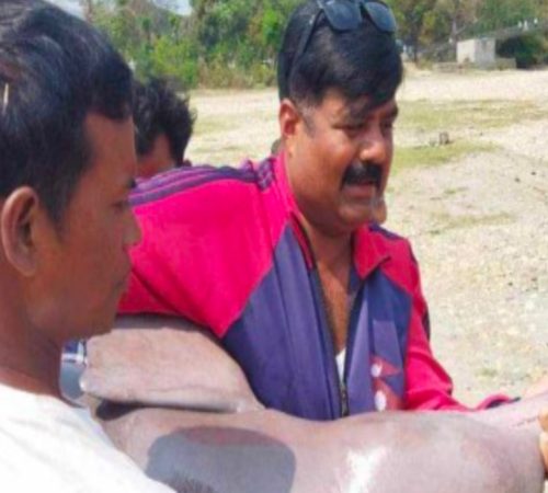 गण्डक नहरमा डल्फिन भेटियो