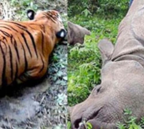 चितवन राष्ट्रिय निकुञ्जमा एसिङ्गे गैँडा र पाटे बाघ मृत फेला
