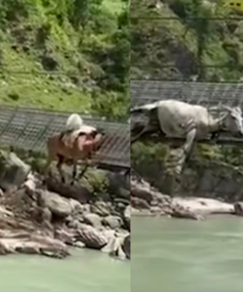 कर्णालीको झोलुङ्गे पुलको लठ्ठा चुँडिँदा १४ खच्चर फसे