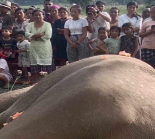 खोला किनारमा मृत हात्ती भेटियो