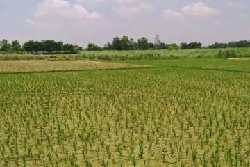 किसानको पीडा : पर्दैन मनसुनी वर्षा, १५ असारको के हर्ष ?