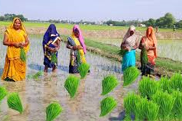आज असार १५ :राष्ट्रिय धान दिवस, खेतमा काम गरी दही चिउरा खाएर मनाइँदै