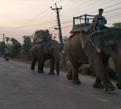 चितवन राष्ट्रिय निकुञ्जमा पर्यटक आगमनमा वृद्धि, एक वर्षमा ३ लाखभन्दा बढीले गरे अवलोकन