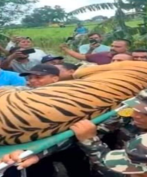 कञ्चनपुरमा उखुबारीबाट बाघलाई नियन्त्रण