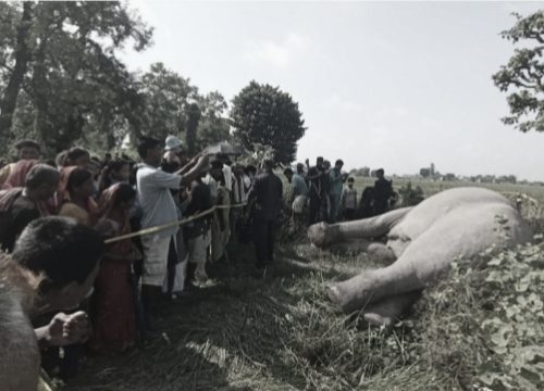 बारामा करेन्ट लागेर जंगली हात्तीको मृत्यू