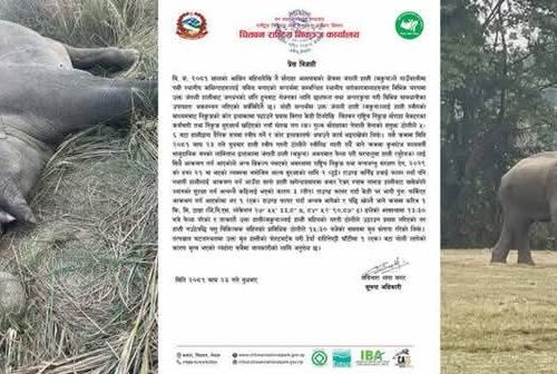 आर्मीको गोली लागेर ढल्यो मकुना