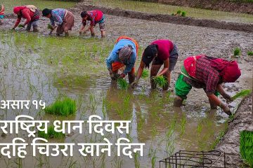 आज असार १५ अर्थात राष्ट्रिय धान दिवस