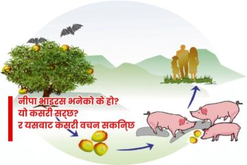 निपाह भाइरसको जोखिम र सतर्कता: के नेपाल सुरक्षित छ?